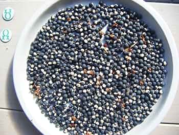 Amazon.co.jp: フウセンカズラ（風船葛）の種 1セット＝50粒